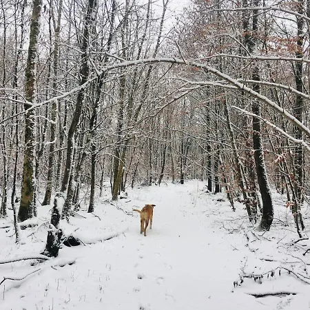 Vacation With A View Of Nature, Theater, Fireplace * Greifenstein