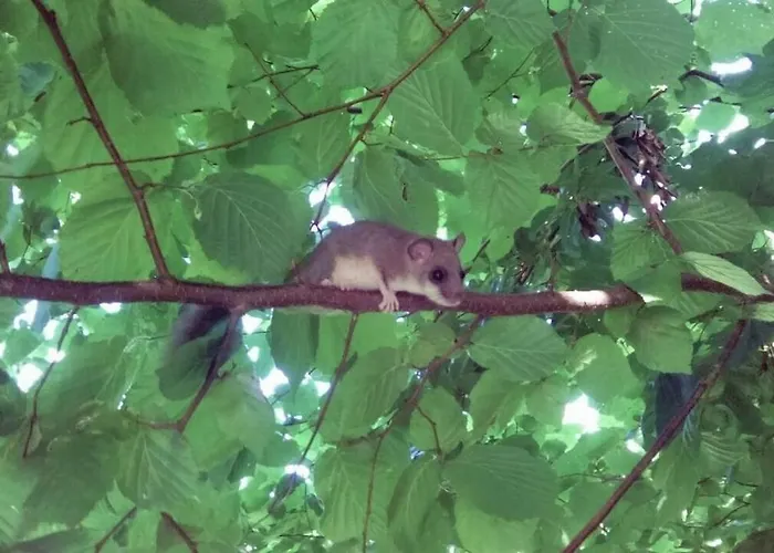 Vacation With A View Of Nature, Theater, Fireplace *